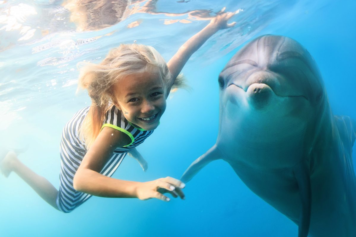 Dolphin Show and Swimming with Dolphins in Antalya — experience view 3