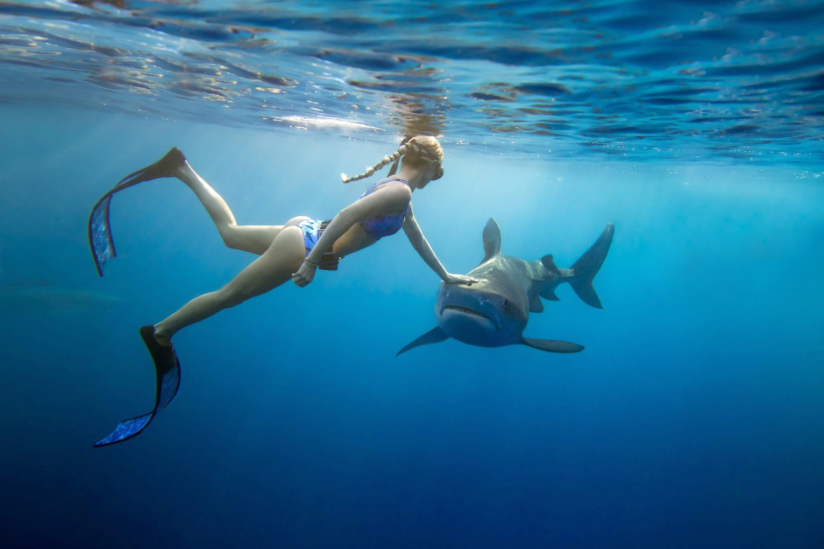Dolphin Show and Swimming with Dolphins in Antalya — experience view 4