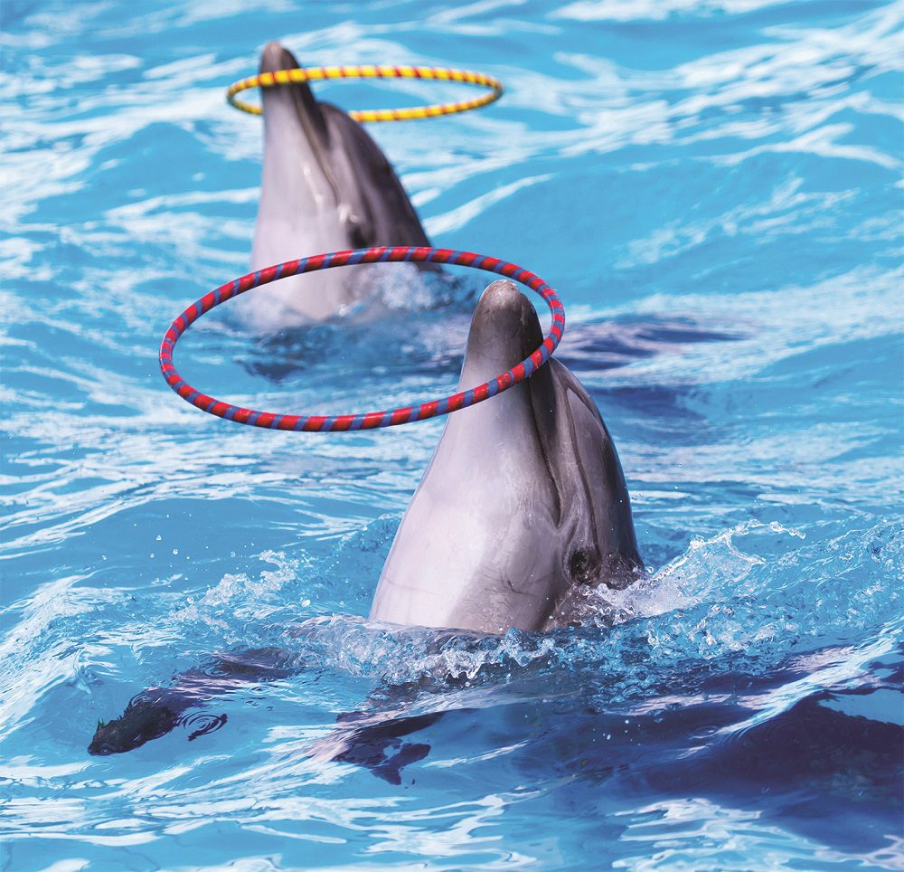 Dolphin Show and Swimming with Dolphins in Antalya — experience view 2